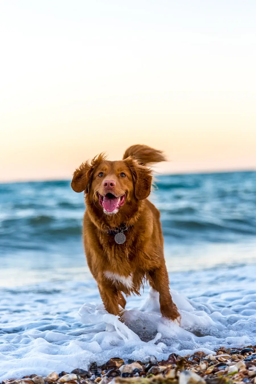 A happy pet ready to be cared for