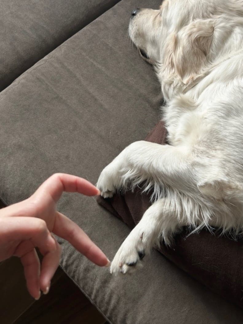 A relaxed golden retriever resting at home beside a caring hand