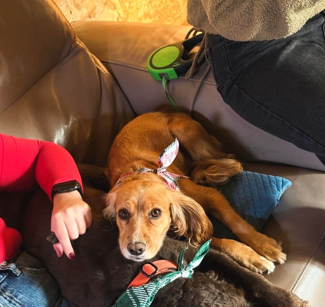 Two dogs relaxing together on the sofa during a cosy boarding stay