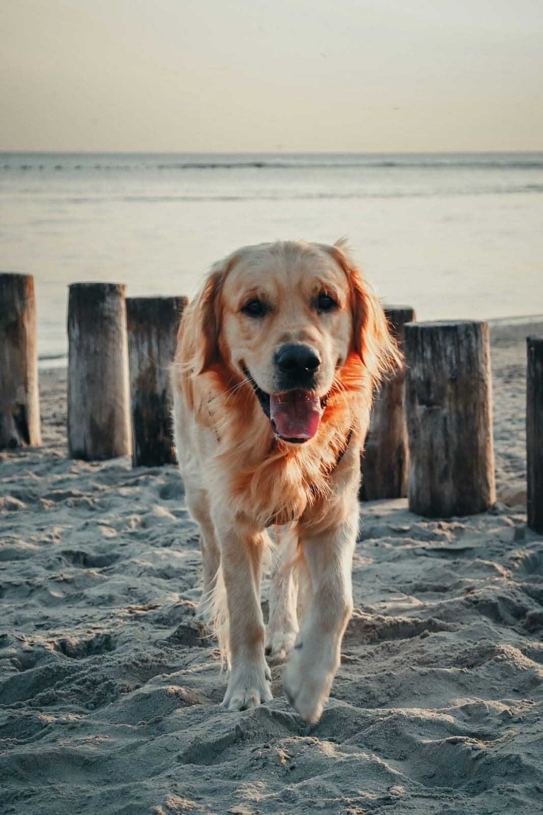 A golden retriever on a relaxed seaside walk at golden hour